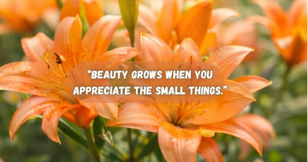 Lily Flower Captions for Instagram